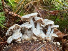 Asterophora parasitica