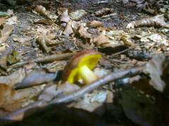 Aureoboletus gentilis