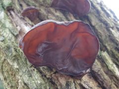 Auricularia auricula-judae