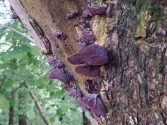 Auricularia auricula-judae