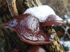 Auricularia auricula-judae