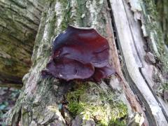 Auricularia auricula-judae