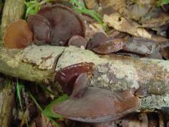 Auricularia auricula-judae