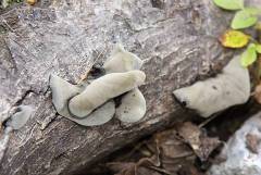 Auricularia fuscosuccinea