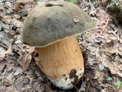 Boletus aereus