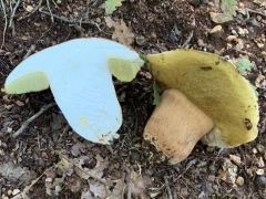 Boletus aereus