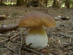 Boletus edulis