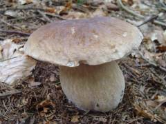 Boletus edulis