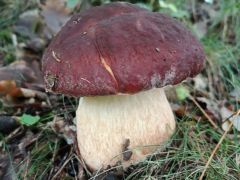 Boletus pinophilus