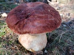 Boletus pinophilus