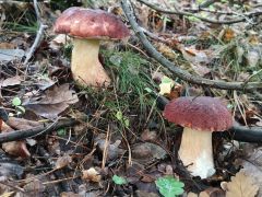 Boletus pinophilus