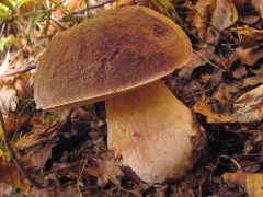 Boletus pinophilus