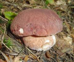 Boletus pinophilus