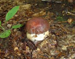 Boletus pinophilus