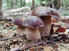 Boletus pinophilus