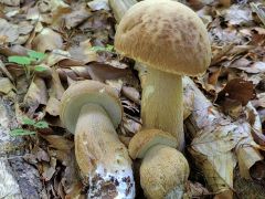 Boletus reticulatus