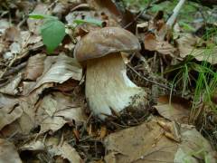 Boletus reticulatus