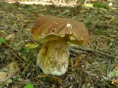 Boletus reticulatus