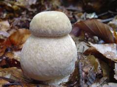 Boletus reticulatus