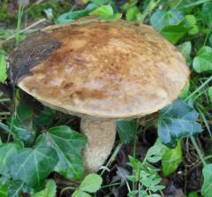 Boletus thalassinus