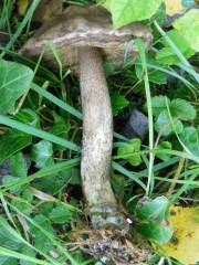 Boletus thalassinus