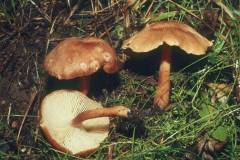 Bonomyces sinopicus