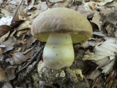 Butyriboletus appendiculatus