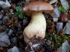 Butyriboletus appendiculatus