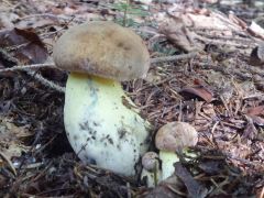 Butyriboletus appendiculatus