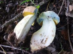 Butyriboletus appendiculatus