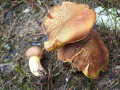 Butyriboletus appendiculatus