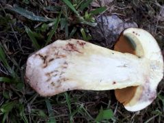 Butyriboletus appendiculatus