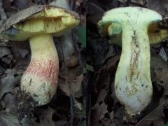 Butyriboletus fechtneri