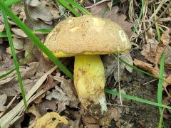 Butyriboletus fechtneri