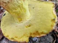 Butyriboletus fechtneri