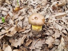 Butyriboletus fechtneri