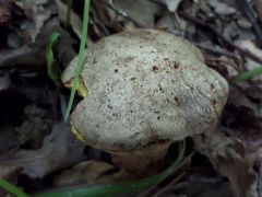 Butyriboletus fechtneri