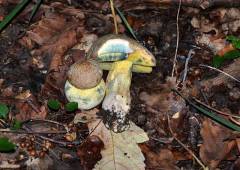 Butyriboletus fechtneri