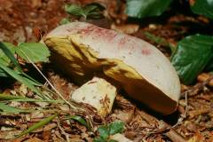 Butyriboletus fechtneri