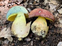 Butyriboletus pseudoregius