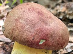 Butyriboletus pseudoregius