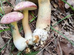 Butyriboletus pseudoregius