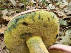 Butyriboletus pseudoregius