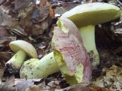 Butyriboletus regius