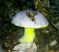 Butyriboletus regius