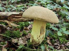 Butyriboletus roseogriseus