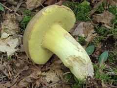 Butyriboletus roseogriseus