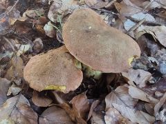 Butyriboletus roseogriseus