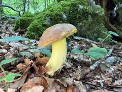 Butyriboletus roseogriseus