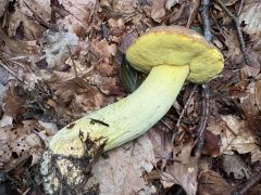 Butyriboletus roseogriseus